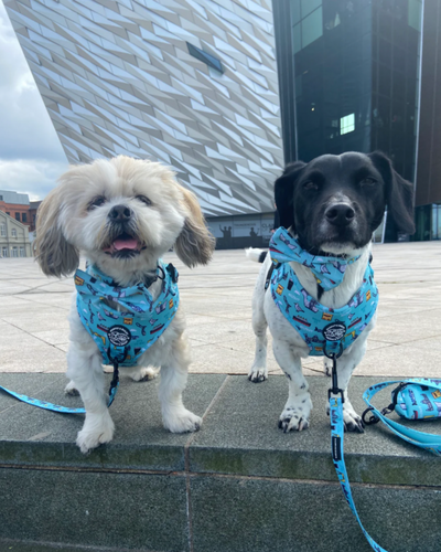 Dog Lead | Mutts About Belfast | Murphy & Bailey