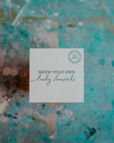 Grow Your Own Lucky Shamrocks Kit
